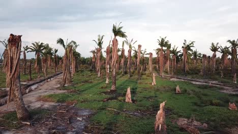 Dead-oil-palm-trees-in-evening-at-Penang,-Malaysia.